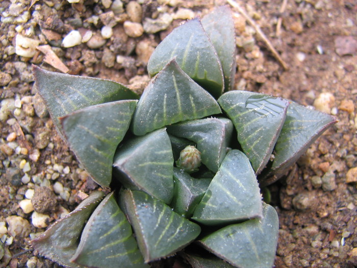 Haworthia pygmaea v. argenteomaculosa (G.G. Sm.) M.B. Bayer