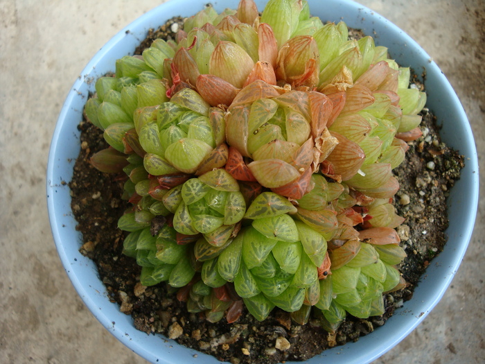 Haworthia reticulata v. reticulata (Haw.)