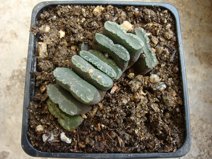 Haworthia truncata Schönland 1910 - Genul Haworthia