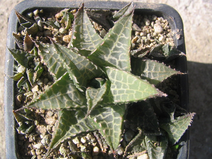 Haworthia venosa ssp. tesselata   (Lam.) Haw. - Genul Haworthia
