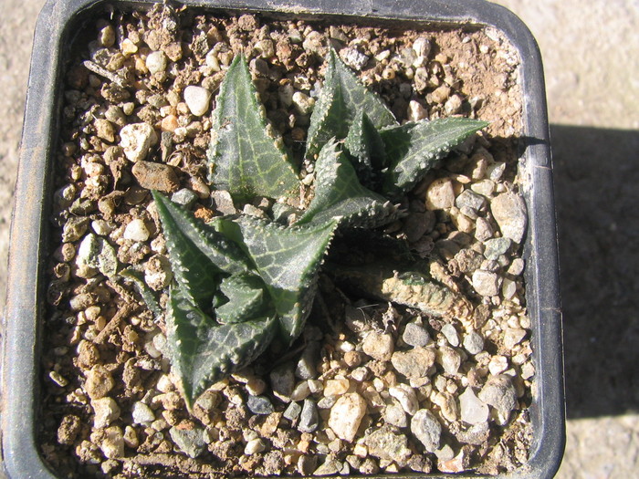 Haworthia venosa ssp. tesselatta (Lam.) Haw. - Genul Haworthia