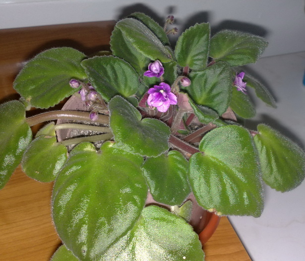mov curgatoare