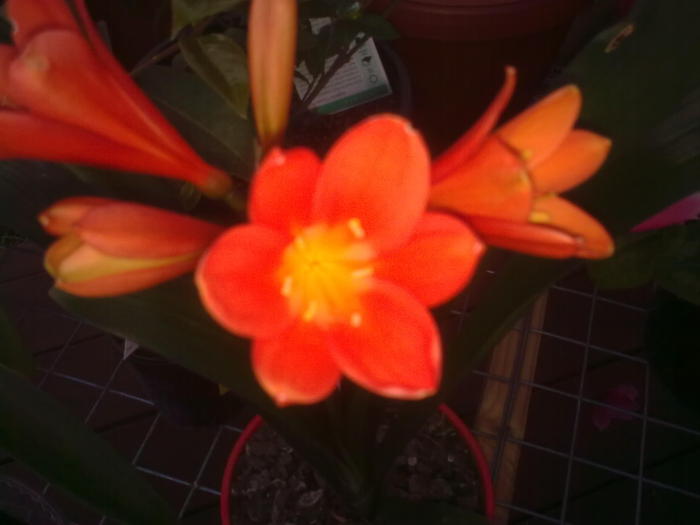  - Clivia Belgian Hybrid