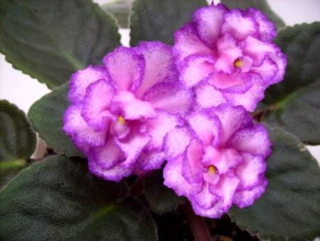 floarea - violete-africane.ro