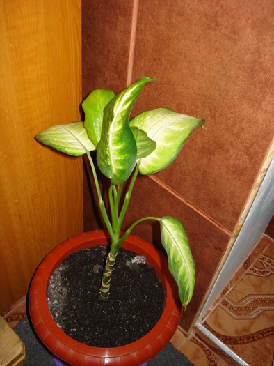 16.10.2010 - flori - diffenbachia si filodendron