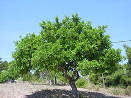 ceratonia siliqua tree - ceratonia