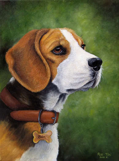 Beagle-Bella