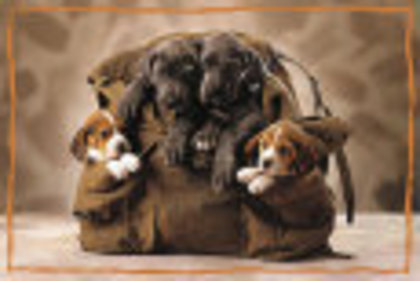 10106246 - tablouri cu beagle