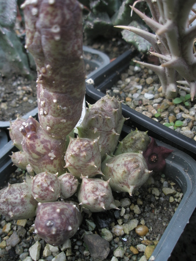 Huernia parviflora x Huernia sp. - 20.10 - Huernia