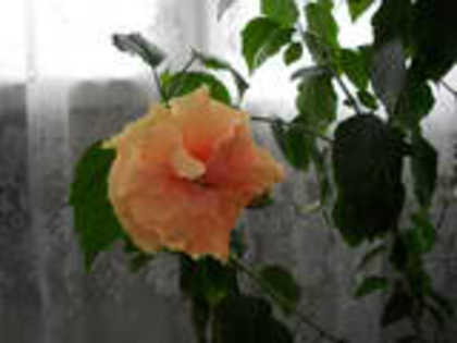 Hibiscus caisa; Hibiscus caisa
