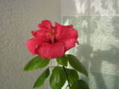 Hibiscus carmin; Hibiscus carmin
