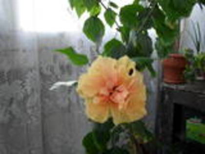 Hibiscus caisa; trandafir caisa
