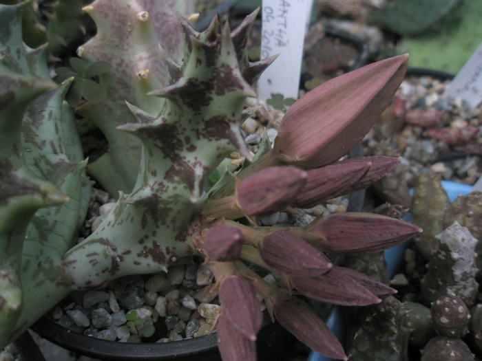 Orbeopsis lutea - boboc mai maricel - Orbea