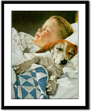 beagle_bed_buddy - tablouri cu beagle