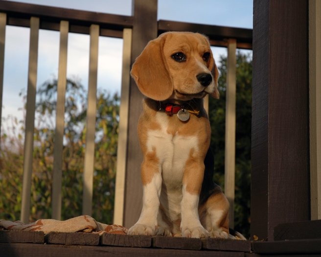 beagle-puppy-wallpaper-2 - tablouri cu beagle