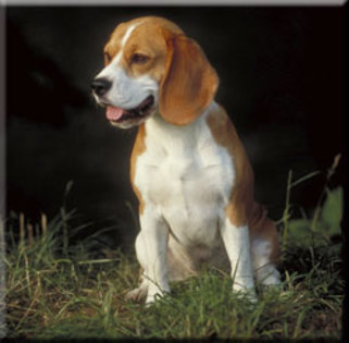 breed_beagle - tablouri cu beagle