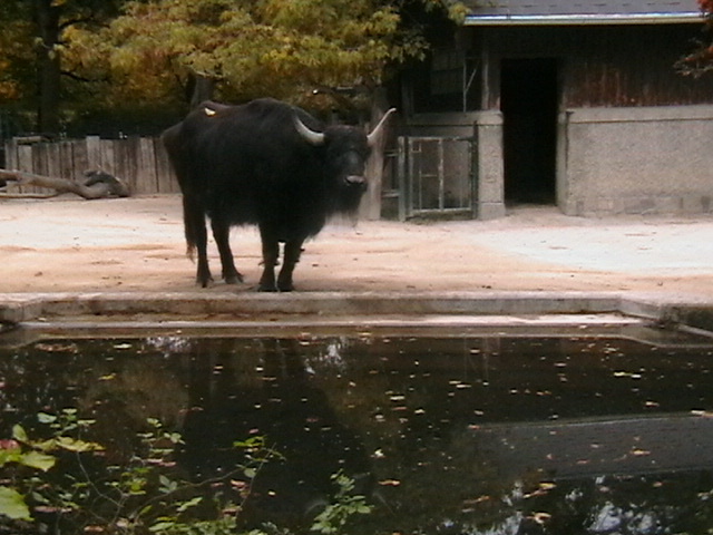 IMGA0101 - gradina zoologica din VIENA