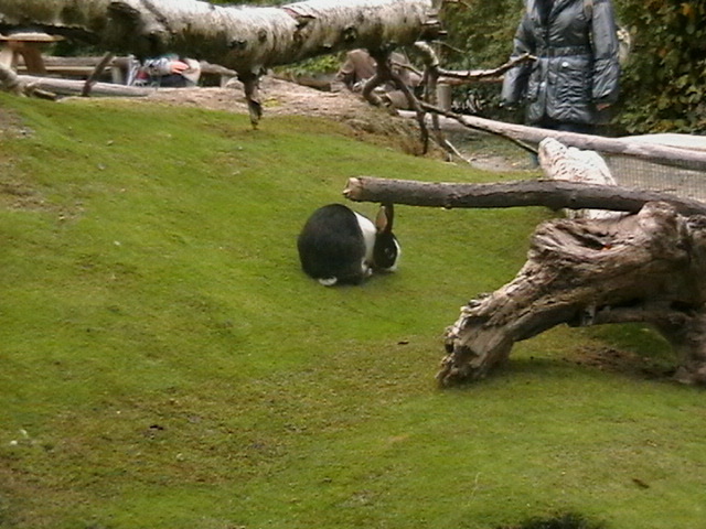 IMGA0178 - gradina zoologica din VIENA