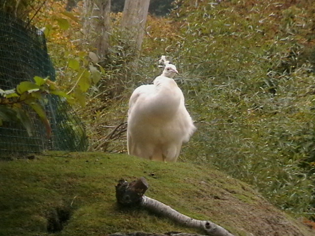 IMGA0180 - gradina zoologica din VIENA