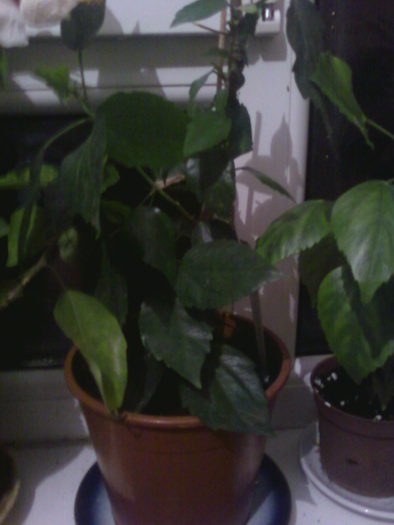 caramiziu simplu2 20.10.2010