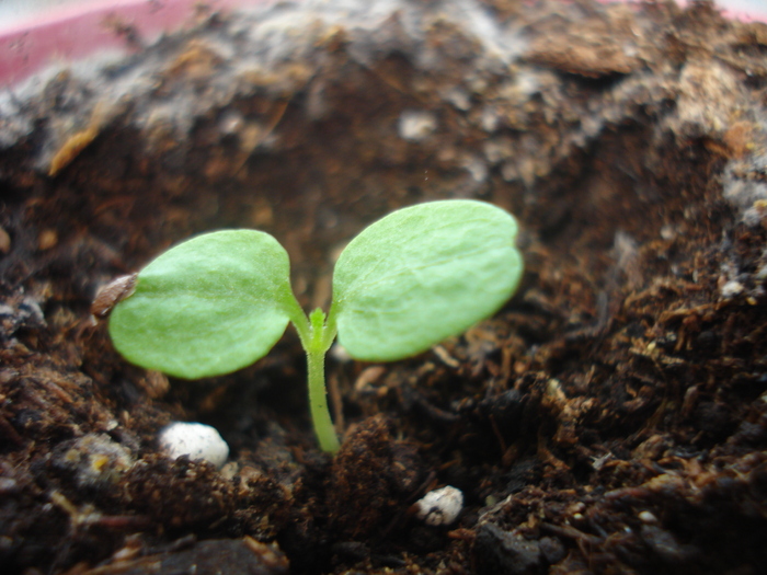 JUNIORUL-21 OCTOMBRIE 2010