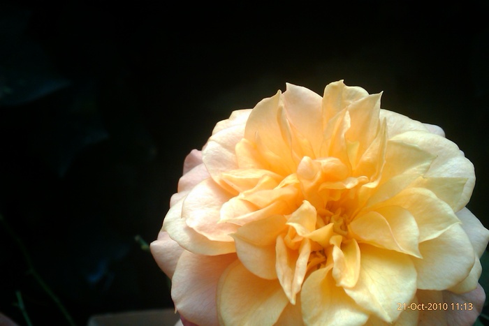 IMAG0590 - trandafiri