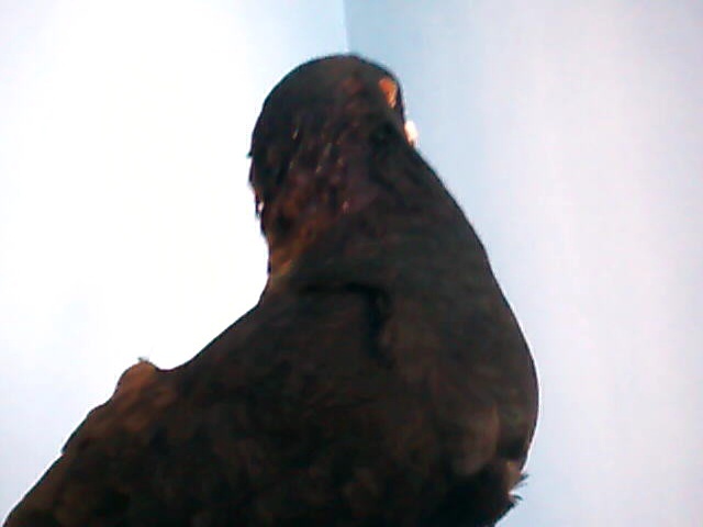 Picture 969 - primi mei porumbei