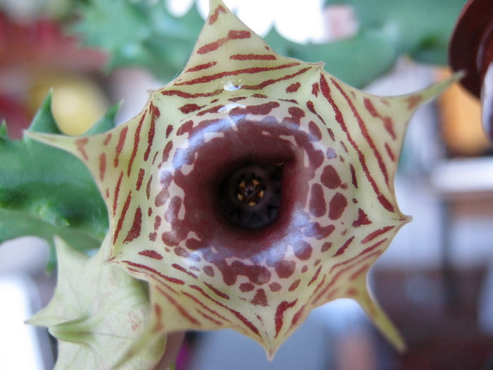 Huernia zebrina v. zebrina - Asclepiadaceae