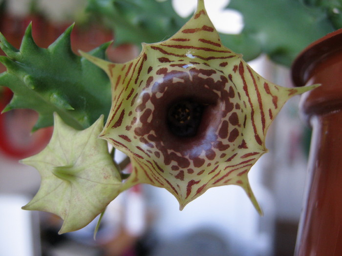 Huernia zebrina v. zebrina - Asclepiadaceae