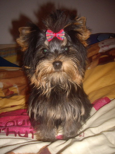 Mafy - Yorkshire terrier
