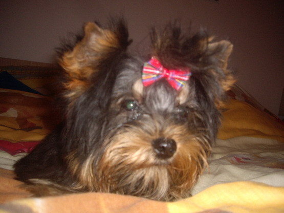 Mafy - Yorkshire terrier