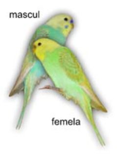 perus-mascul-femela - poze  papagali