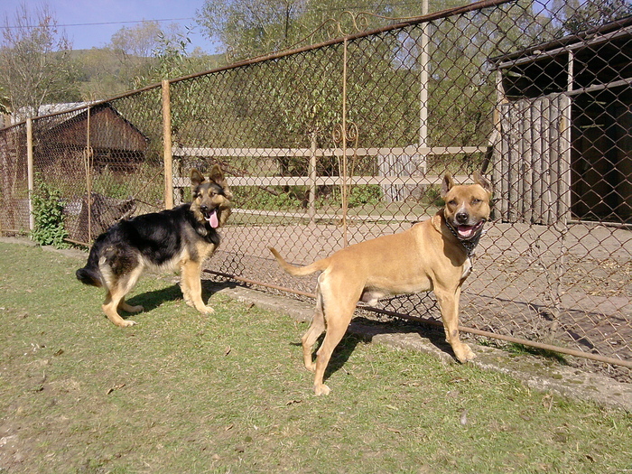 ATOS SI CORA - paza gospodariei