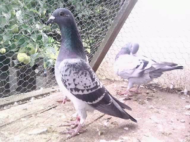 Resize_P080910_15.20_[01] - poze noi