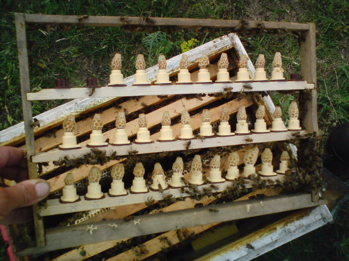 DSC00083 - vara 2010