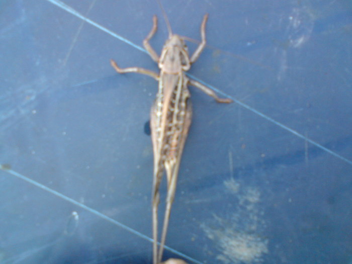 DSC00144 - vara 2010