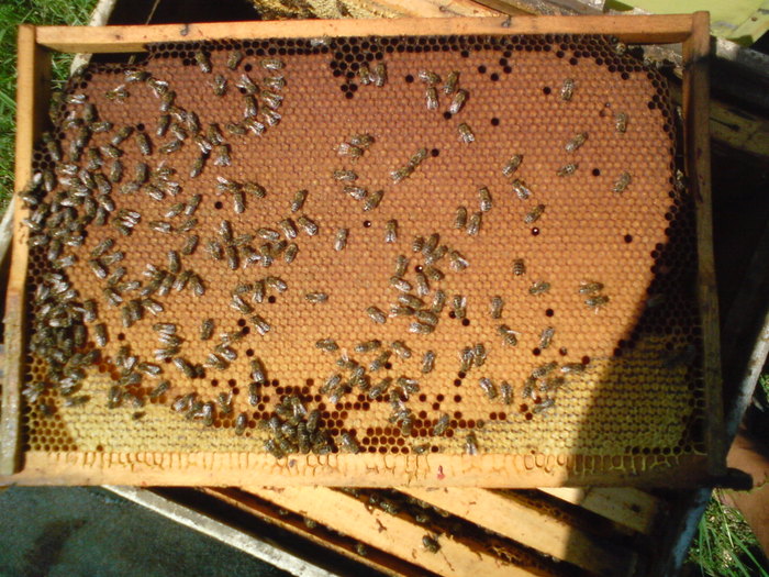 DSC00146 - vara 2010