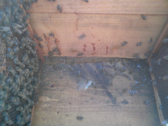 DSC00171 - vara 2010