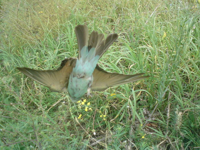 DSC00187 - vara 2010