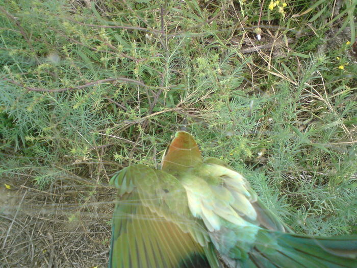 DSC00188 - vara 2010