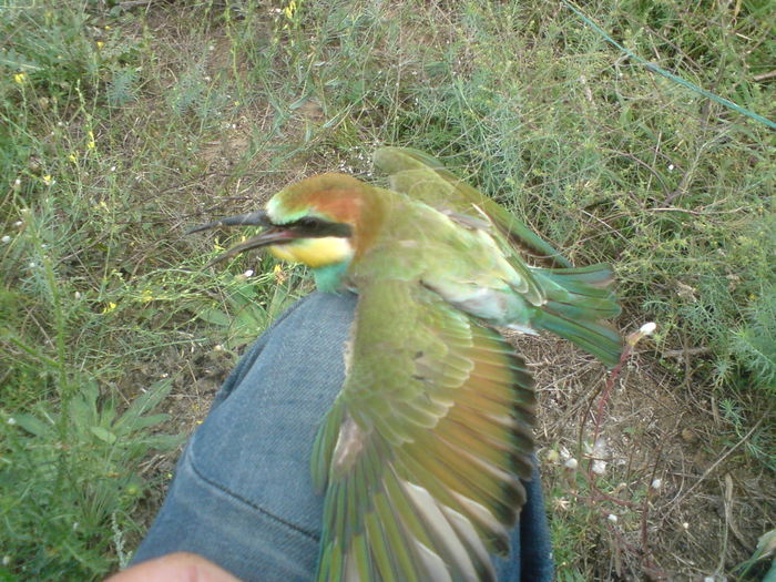 DSC00189 - vara 2010