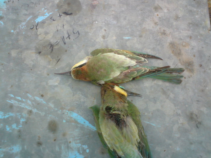 DSC00193 - vara 2010