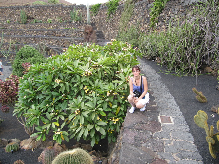 IMG_4546 - Plumeria in Lanzarote