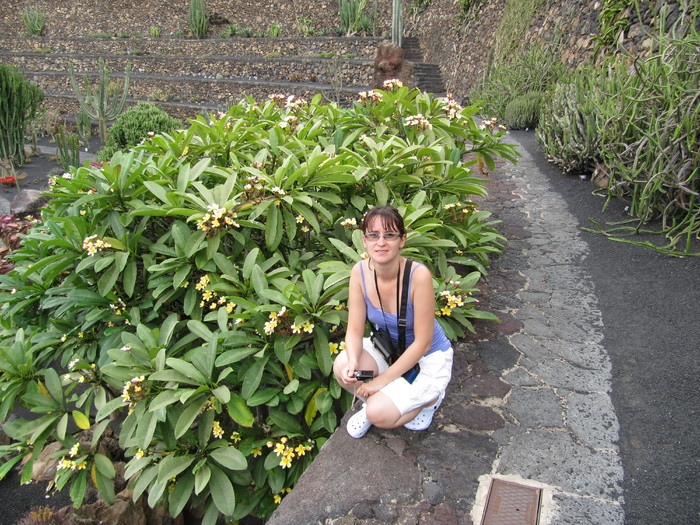 IMG_4547 - Plumeria in Lanzarote