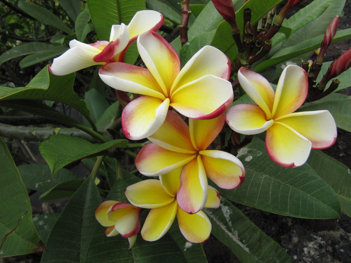 IMG_4552 - Plumeria in Lanzarote