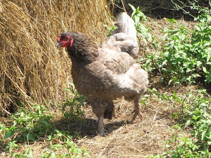 Cocos dat la horezu si ce-a rezultat din el