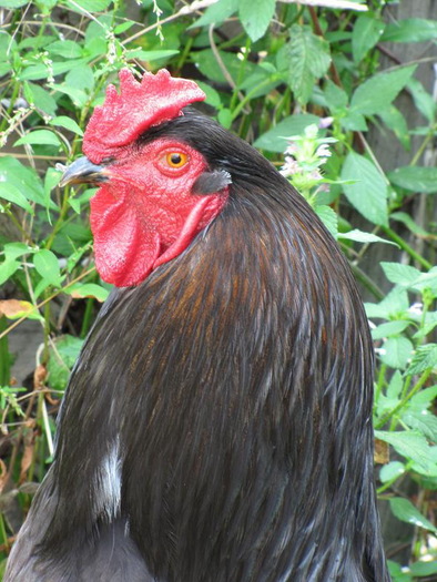 Cocos dat la horezu si ce-a rezultat din el