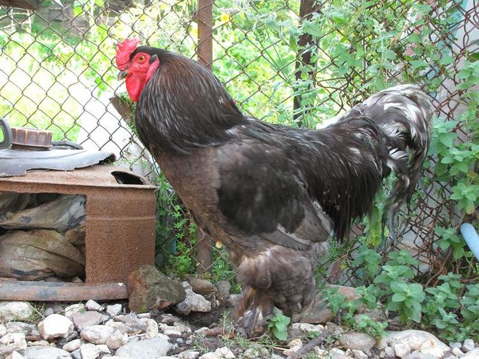 Cocos dat la horezu si ce-a rezultat din el