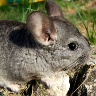 chinchilla_b[1] - chinchila