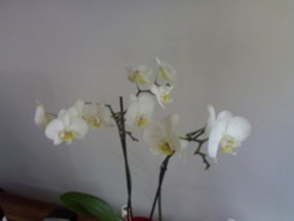 Phalenopsis alba